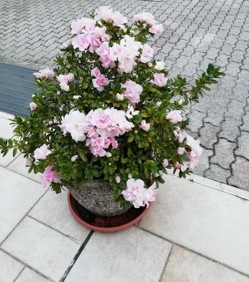 Alloggio Cristina 발도비아데네 외부 사진